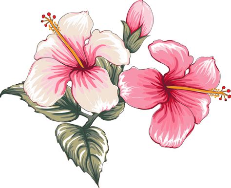 Hibiscus Flower Drawing