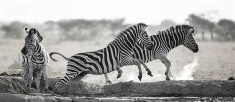 1,600+ Zebra Running Stock Photos, Pictures & Royalty-Free Images - iStock