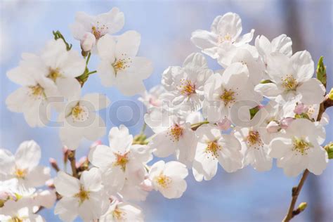 Japansk kirsebær blomster Sakura Stock foto Colourbox