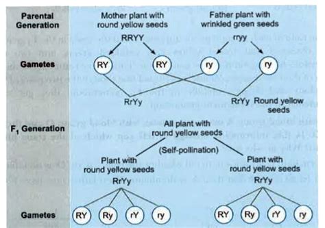 How Do Mendel S Experiments Show That Traits Are Inherited Independent