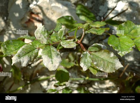 Powdery Mildew Podosphaera Pannosa Infection On Climbing Rose Leaves