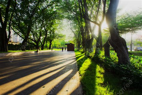 Background Foto Foto Taman Cahaya Taman Dan Cahaya Bayangan Miring