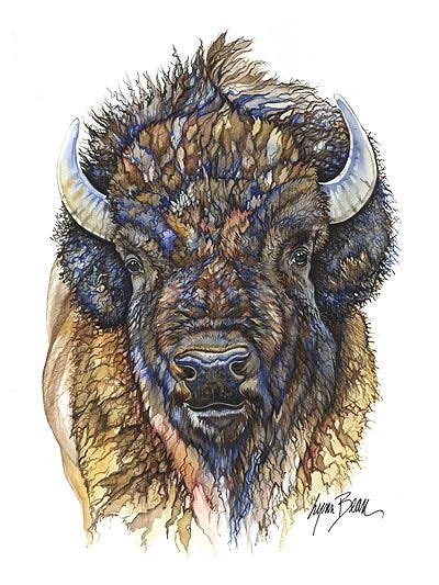 Buffalo Head Drawing at PaintingValley.com | Explore collection of ...