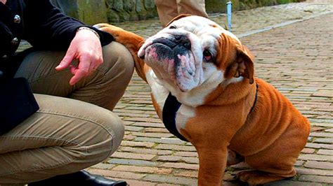 15 Signs You’re A Crazy Bulldog Person… and Damn Proud To Be!