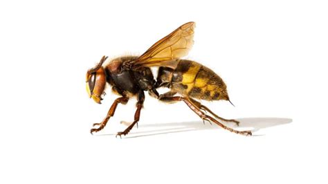 Hornet Vs Wasp How To Identify And Tell The Difference