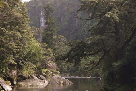 Getting A Taste Of Of The Paparoa Track Conservation Blog