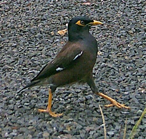 Common Mynah Project Noah