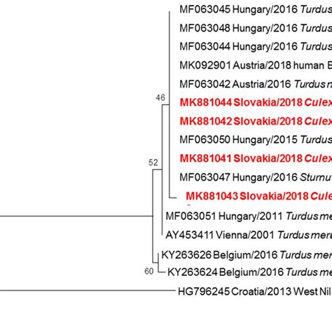 Phylogram Demonstrating The Relationship Of USUV Extracted From