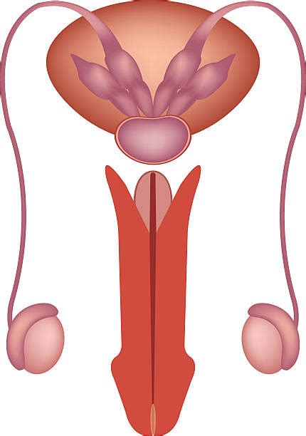 290 Epidídimo Ilustraciones Fotografías De Stock Fotos E Imágenes