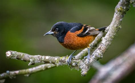 Orchard Oriole - Owen Deutsch Photography