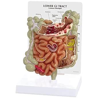 Amazon Gastrointestinal Gi Tract Anatomical Model Industrial