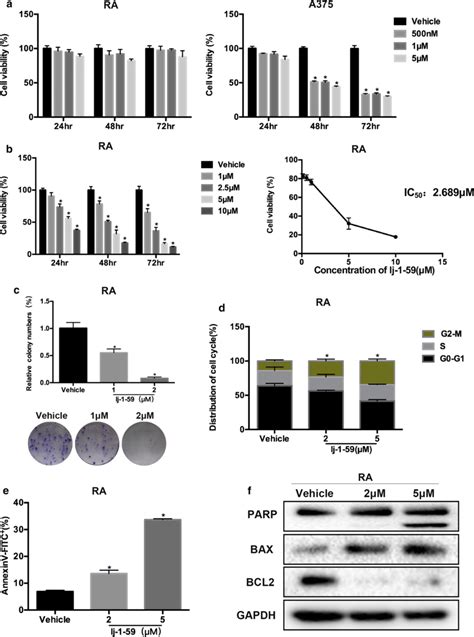 Effect Of Lj 1 59 On Brafi Resistant Melanoma Cells A Brafi Resistant Download Scientific