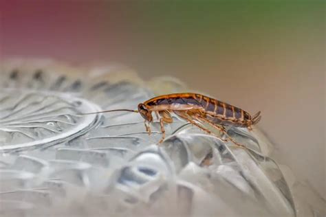 Wood Roach vs Cockroach: Distinguishing the Two Common Insects » Pallentor