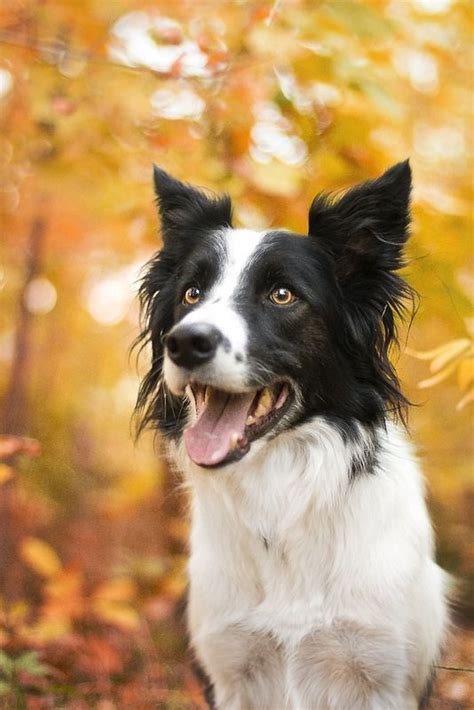 Border Collie In Golden Autumn Orange Cats White Cats Cute Puppies