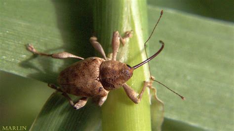 Acorn Weevil - Curculio sp. - North American Insects & Spiders