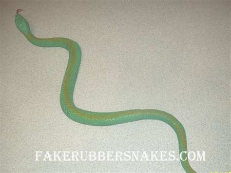 Fake Snakes Straight