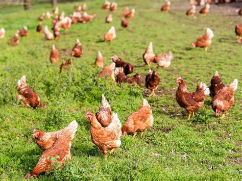 Gallinas Felices C Mo Criamos Nuestras Gallinas En Pazo De Vilane