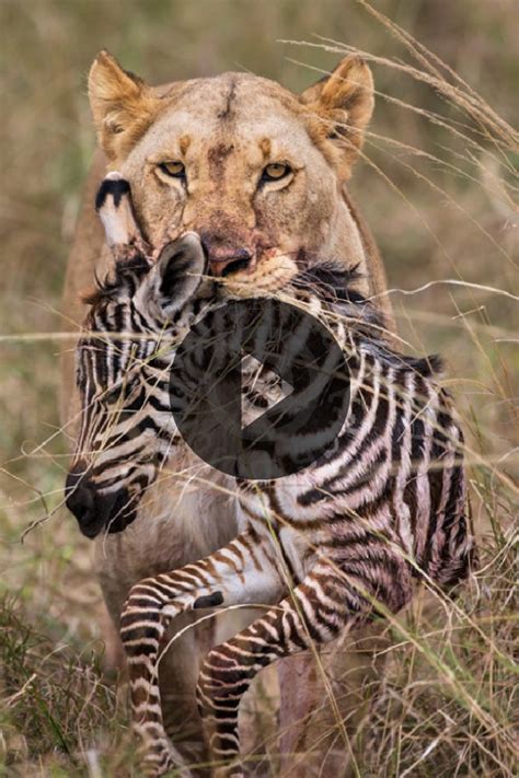 Lion Vs Zebra Vs Crocodile - Margaret Wiegel