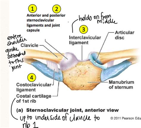 Anatomy Flashcards | Quizlet