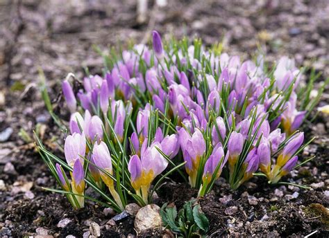 Lila Bl Ten Des Sieber Krokus Crocus Bild Kaufen Image