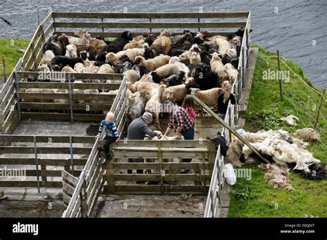 Men Shearing Faroese Sheep In Corral Kunoy Faroe Islands Stock Photo