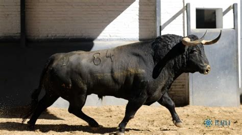 Los Toros De Juan Pedro Domecq Para Una Terna De Artistas En Madrid