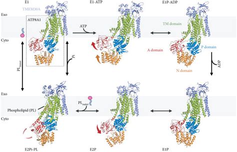 Phospholipid transport cycle of ATP8A1-TMEM30A flippase. Cell membranes ...