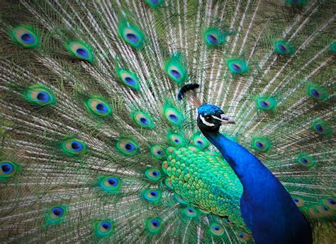 Free Photo Peacock Blue Feathers Green Free Image On Pixabay