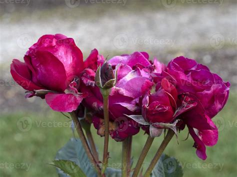 Rare rose flower at cultivation garden species 12012433 Stock Photo at ...