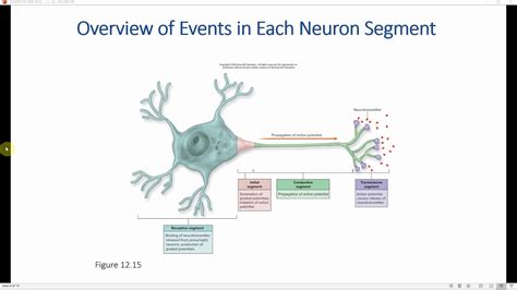 Graded Potentials Action Potentials Youtube