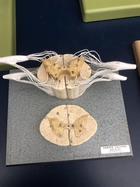 Spinal Cord Model Diagram Quizlet