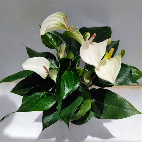 Anthurium ‘White Winner’ - NurseryBuy