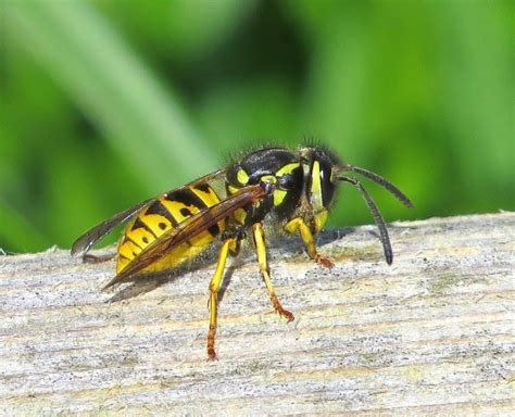 How To Keep Wasps Away From Invading Your Home