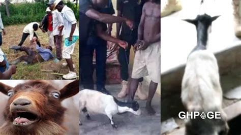 Koforidua 22 Year Old Man Captured On Cctv Having Sex With A Goat [video]