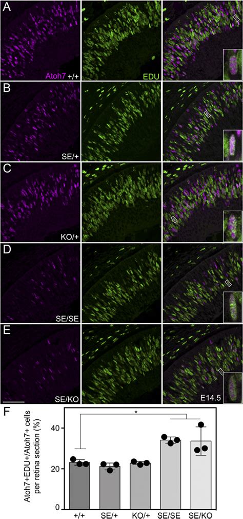 Atoh Declines Faster In Terminal S Phase In Se Deletion Mutants A E