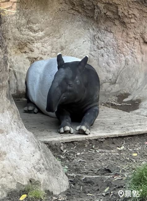 日本馬來貘英雄來台後無生命跡象！台北市立動物園待釐清原因後說明