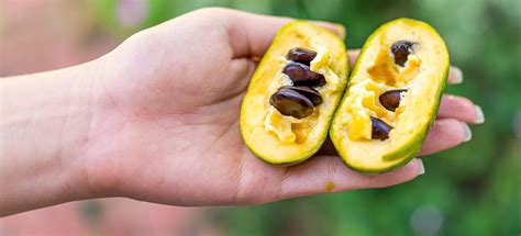 How to Grow Pawpaw Trees: Growing Conditions