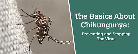 What Is Chikungunya Prevention And Treatment Of The Virus