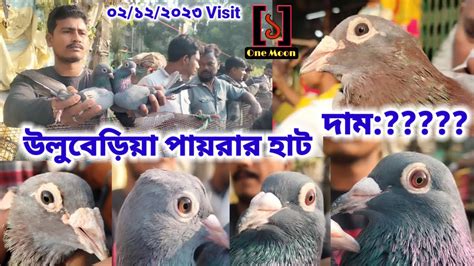 Uluberia Pet Market Current Exotic Pigeon S Price Update At Uluberia