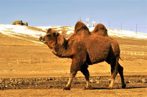 Different Types Of Camels Camel Species Examples With Photos