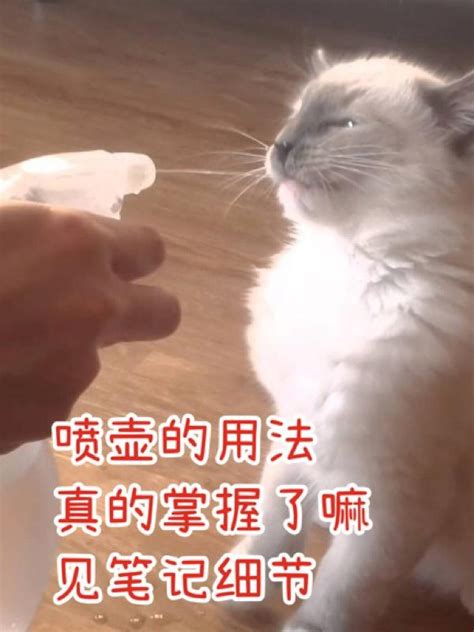 猫咪咬人怎么教育？猫咬人怎么解？五招必杀技，亲测有效 说明书网