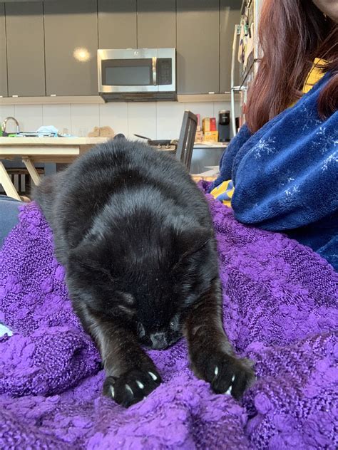 do cats have bad dreams