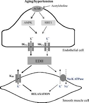 The Mechanism Underlying The Impairment Of Endothelium Dependent