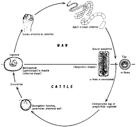 Tapeworm Life Cycle Diagram