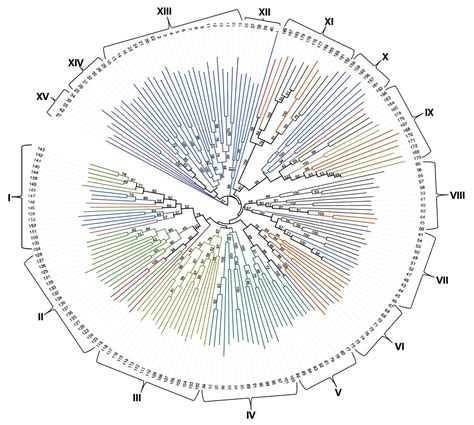 Scielo Brasil Molecular Characterisation Of Aspergillus Flavus