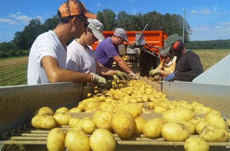 Royaumeix La R Colte Des Pommes De Terre A Commenc