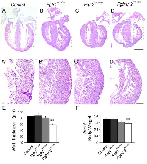 Decreased Heart Size After Epicardial Conditional Inactivation Of Fgfr1 Download Scientific