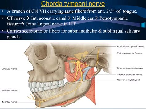 Surgical Anatomy Of Infratemporal Fossa By Dr Aditya Tiwari Ppt