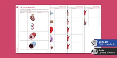 Circulatory System Worksheet Biology Beyond Science