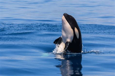 Orca Bite Force: Deep Diving Into The Dangerous Orca's Adaptations | Kidadl